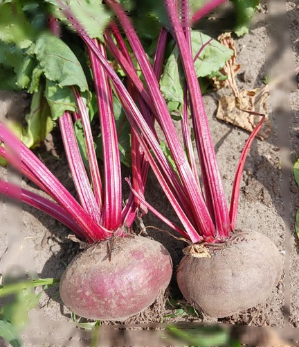 Rote bete frisch - , aus