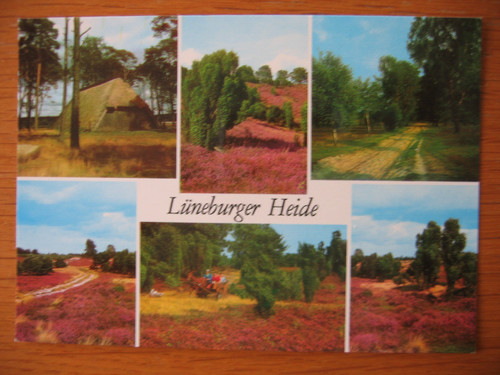 Lüneburger heide - heide, (